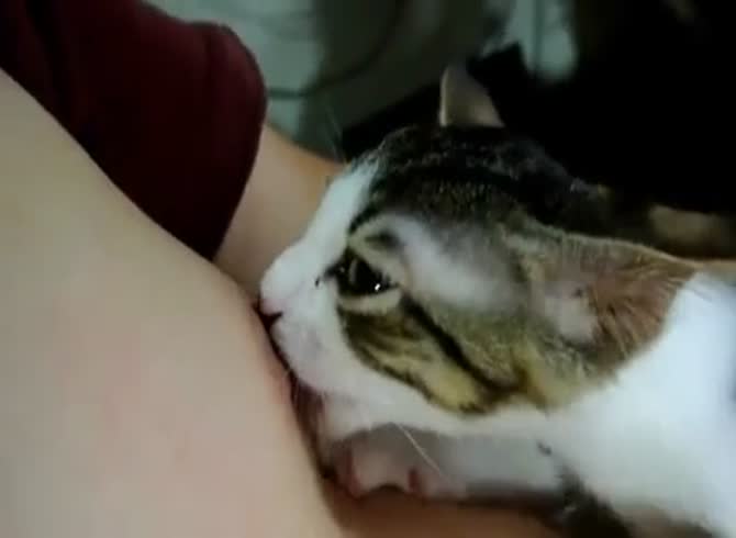 Porn video for tag : Cat suck boobs
