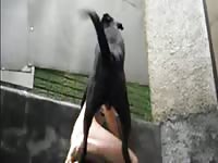Chico Haciendo El Amor Con Un Perro Negro Mpeg4- boy Fucks Pet