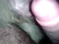 Cogiendo A Mi Perra Gay Beast Com - Beastiality Men
