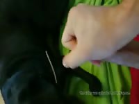 Coming On Top 1 GayBeast Rip - Zoophilia Porn Movie With Man