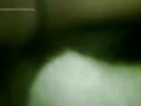 Comming In Gay Beast Com - Zoophilia Porn Video With Men
