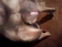 Como Pide Fiesta En Su Celo GayBeast.com - Men Fucks Pet