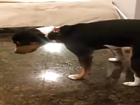 Cousins Dog Wanking GayBeast - Man Fucks Animal- boy Fucks Pet