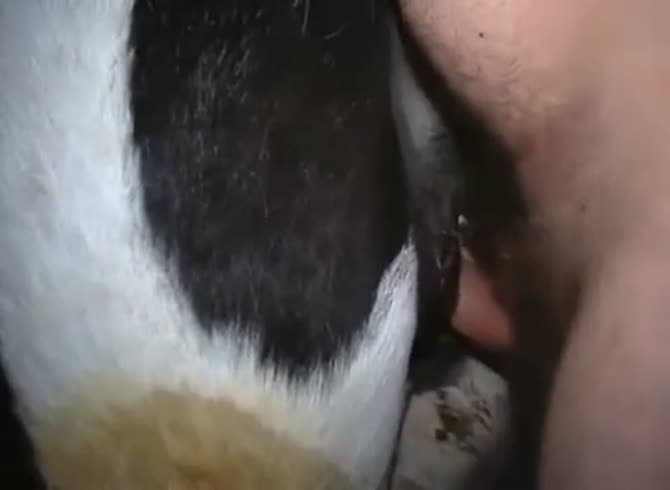 Cow Fuck 3 GayBeast Rip - Animal Sex Tube With Boy - Extrem Sex and Taboo  Porn.