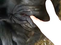 Cow Pee Fist GayBeast - Animal Porn Video With Man