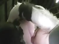 Cow Fisting Pussy - Cow Pee Fist GayBeast - Animal Porn Video With Man - Extrem Sex and Taboo  Porn.