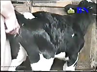 Cow Shaggin 1 GayBeast Rip - Animal Dude