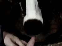 Cows Licking GayBeast - Bestiality Boy