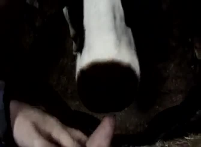 Cow Licks Dick - Cows Licking GayBeast - Bestiality Boy - Extrem Sex and Taboo Porn.