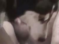 Dakota Gay Dog GayBeast Rip - Bestiality Sex Tube With Men