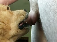 My dog sucking my cock