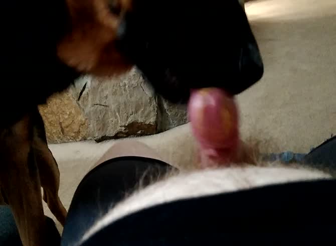 German shepherd erotic licking pussy
