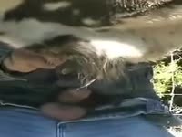 Animal sex - Zoophilia - ApornTV