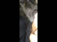 Any advice on how to anal fuck a fixed female dog - Zoo Porn Dog Sex, Zoophilia