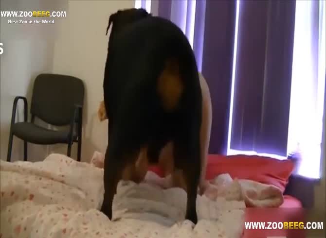 670px x 490px - Brunette fuck by a Rottweiler in a room - Zoophilia