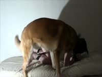 Man Dog Woman Threesome Porn