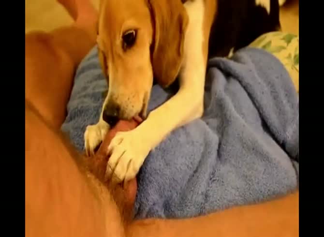 Dog Licking cock - Zoo Porn Dog Sex, Zoophilia