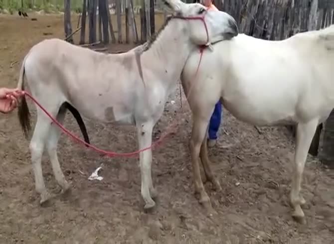 Horse Gangbang Sex - Donkey breeding mare - Zoo Porn Horse Sex, Zoo Porn Men, Zoophilia