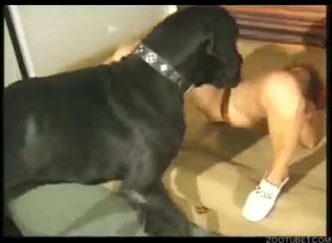Great Dane Sex Porn - First time ive ever seen a Great Dane get its knot in - Zoophilia