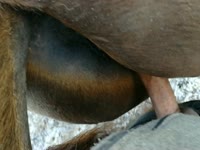 Fuck horse porn - Zoo Porn Horse Sex, Zoo Porn Men, Zoophilia