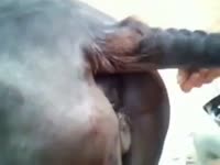 Fucking a sexy mare pussy - Zoo Porn Horse Sex ... - ApornTV