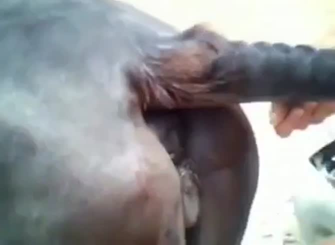 Fucking a sexy mare pussy - Zoo Porn Horse Sex, Zoo Porn Men, Zoophilia