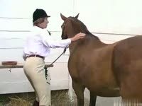 Gang Bang Horse Sex Videos - Free Porn Video - Zoo Porn Horse Sex - ApornTV