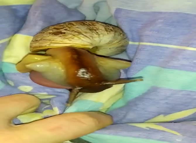 Two Snails One Cock