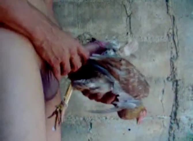 Hen Brutal Fuck - Zoophilia