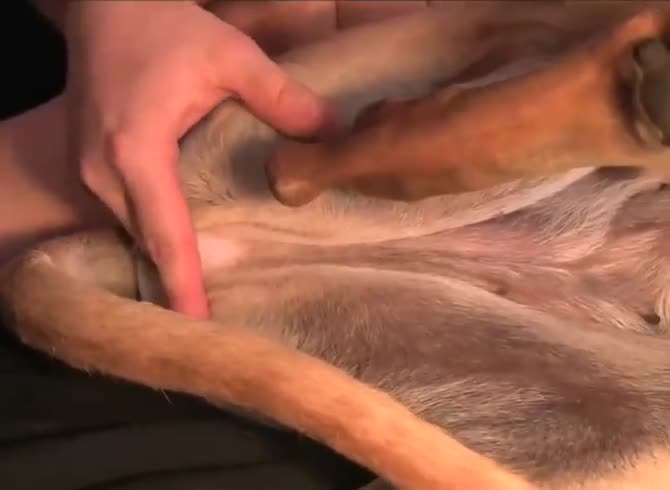 Dog Anal Sex Homemade - Homemade dog porn XXX with anal fucker and hound - Zoo Porn Dog Sex, Zoo  Porn Men, Zoophilia