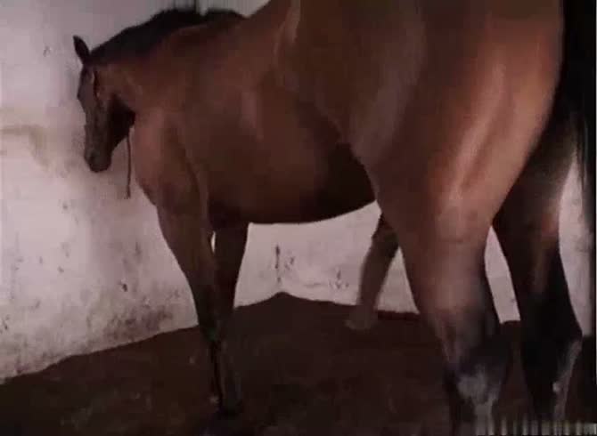 Horse Fucks Hot Blonde - Full @ bit - Zoo Porn Horse Sex, Zoophilia