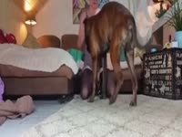 Hot MILF caught cheating by her husband's dog