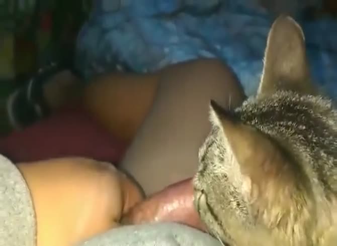 Cat Porn