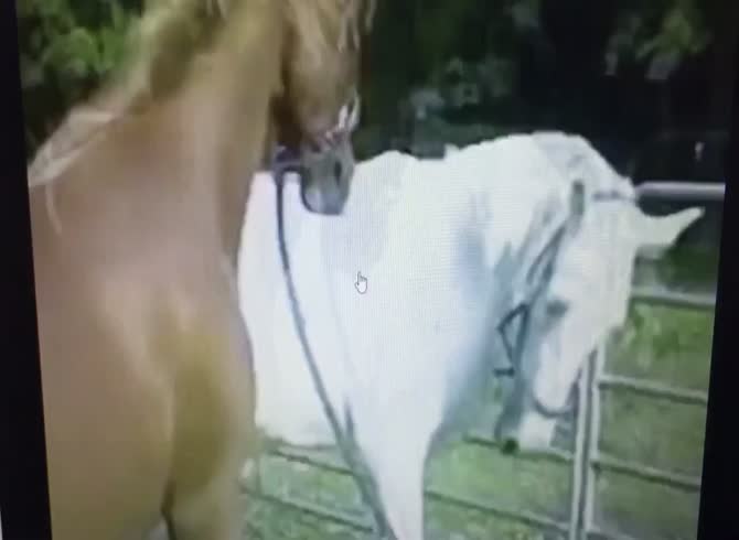 Horse Porn Sperm