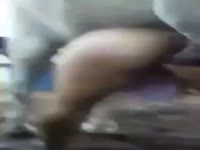 Mexicana real - Zoophilia