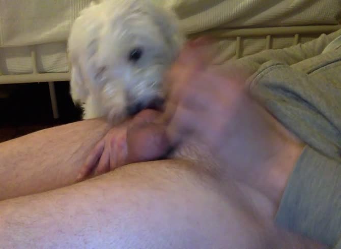 My dog licking me again and I cum - Zoo Porn Dog Sex, Zoophilia