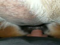Mare Anal Creampie