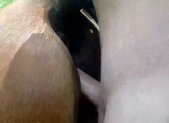 670px x 490px - Pounding a mare pussy - Zoo Porn Horse Sex, Zoo Porn Men, Zoophilia