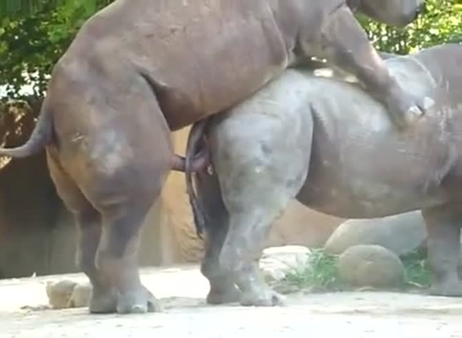 Animal Breeding Porn Captions - Rhinos mating - Zoophilia