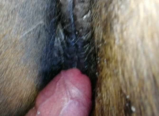 Horse Pees Inside Pussy Porn - Rubbing horse pussy - Zoo Porn Horse Sex, Zoo Porn Men, Zoophilia