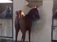 200px x 150px - Milking a huge horse cock - Zoo Porn Horse Sex, Zoophilia