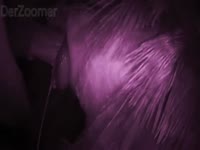 Video do Marcelo DP - Zoophilia