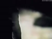 myhash/mp4/5e86ee3907beeVintage bestial oral sex with a black dog.mp4-3.jpg