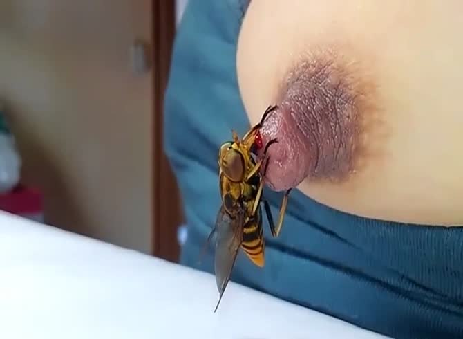 Animal Sucking Girls Boobs Nipples - horsefly that suck the nipple - Zoo Porn Horse Sex, Zoophilia