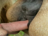 Horse Squirt Porn - Squirt mare - Zoo Porn Horse Sex, Zoo Porn Men, Zoophilia