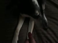 My Husky/Shepherd/Golden testing out my new flavored lube. 