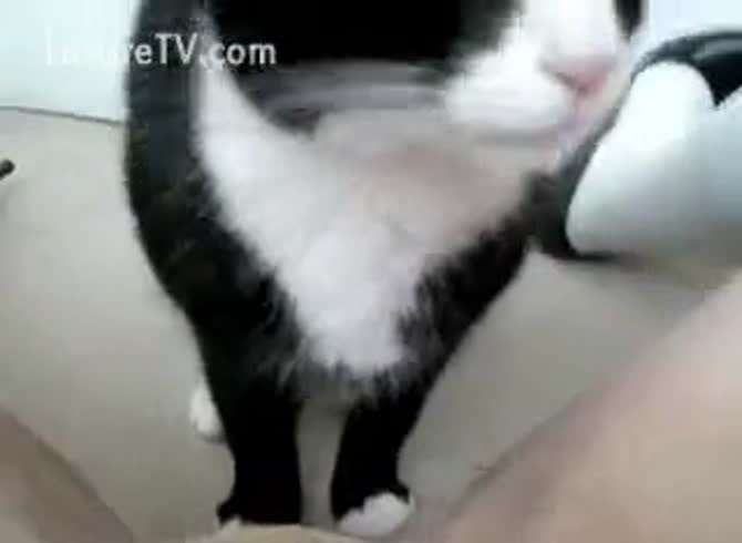 Kitty Licking Pussy