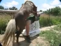 Ass Horses Porn - Horse Fucks Her Ass - Zoo Porn Horse Sex, Zoophilia