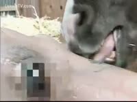 Homemade Japanese grabs a Horse Cock - Zoo Porn Horse Sex, Zoophilia