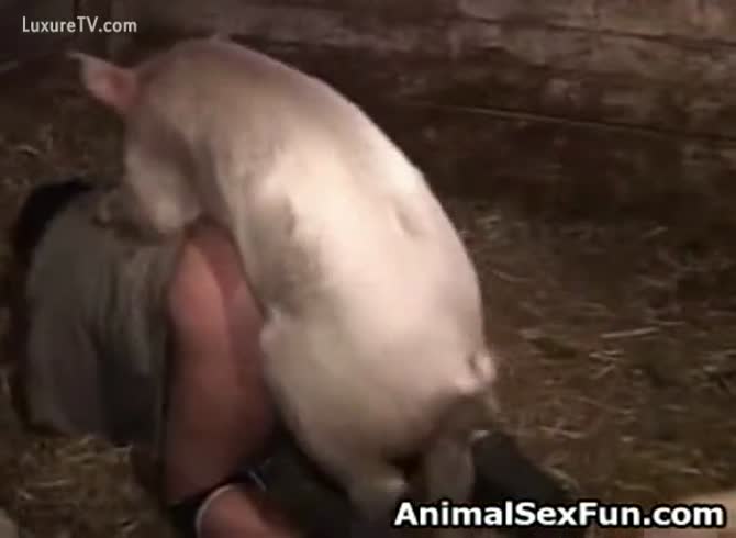 Full Xxx Alimal Pigs Porn Sex - Beastiality Porn XXX ] pig copulates a man - Zoophilia